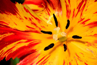 B-Striebig-IMG_13151