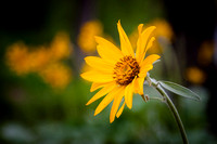 YellowWildflower