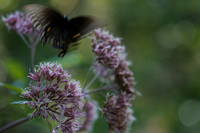 Flora