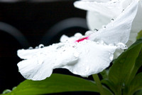 B-Striebig-20080815-_MG_03781