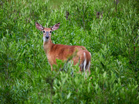 ZachS2022P1425287