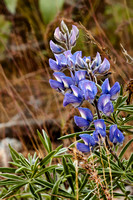 B-Striebig-_MG_1235-Edit1