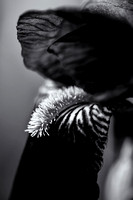 B-Striebig-IMG_1380-Edit-Edit1